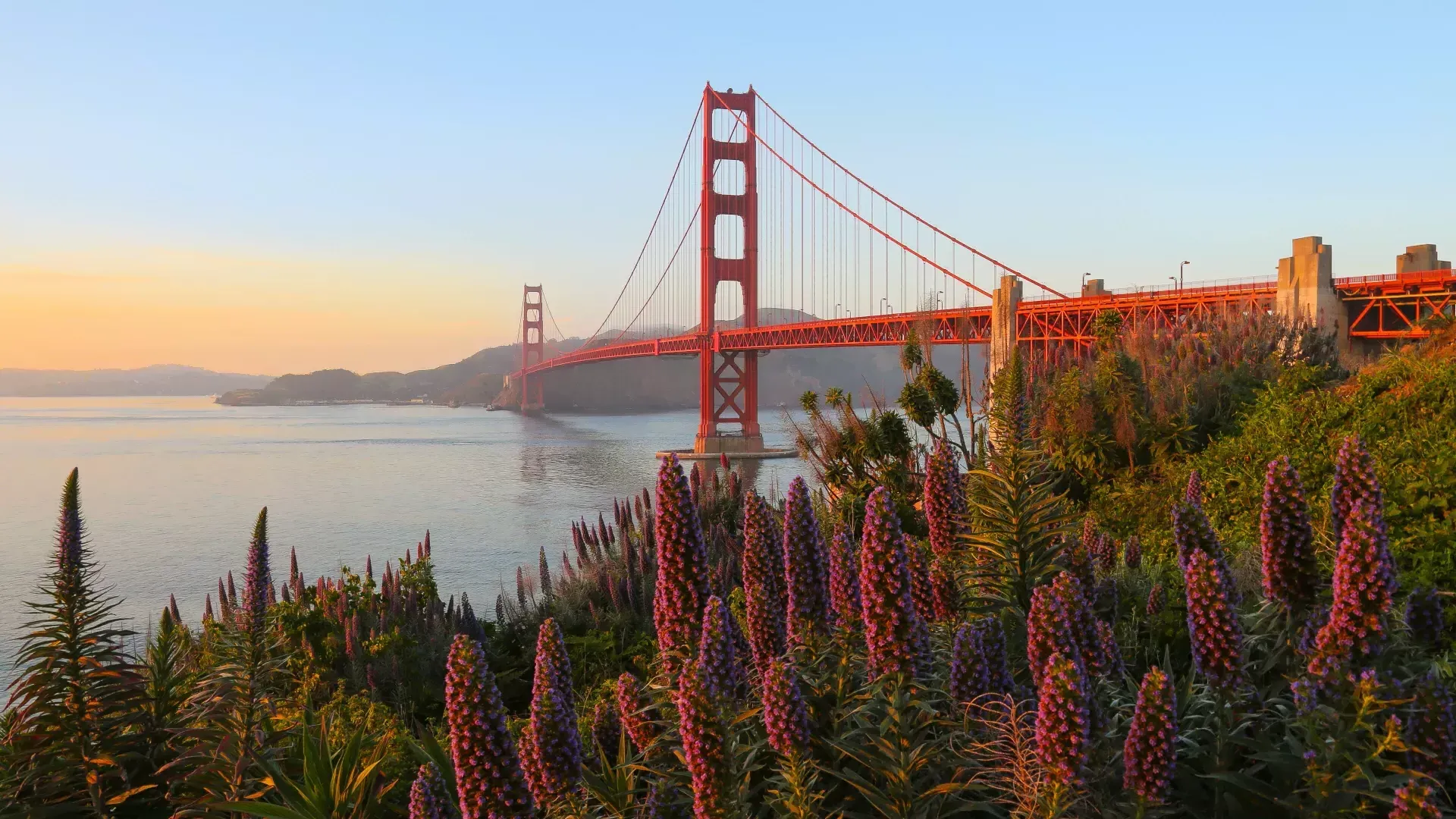 金门大桥(Golden Gate Bridge)以鲜花为背景拍摄.